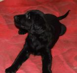 Flatcoated Retriever valpar