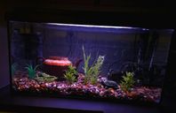 akvarium fiskar 54 Liters