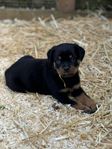 Rottweiler - valpar 