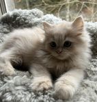 ljuvlig ragdoll/ perser mix Hona