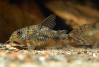 corydoras malar säljes 