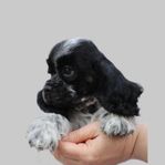 Amerikansk Cocker Spaniel Valpar 