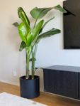 Strelitzia nicolai 2meter 