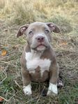 American Bully standard (Leveransklara)