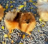 Pomeranian SKK reg