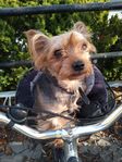 Yorkshire Terrier utlånas till avel 