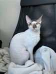 Cornish rex hane, kastrerad