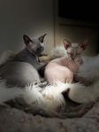 2 sphynx hanar 5år 3,5år -ska bo tillsammans!  