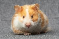 Guldhamsterhona 