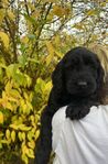 Goldendoodle valp tik , Leveransklar 