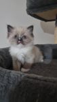 kattungar blandras ragdoll med birma