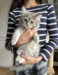 Sagolikt Söt Kattunge -Norsk Skogkatt/Maine Coon -Flyttklar