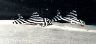 Hypancistrus Zebra L046