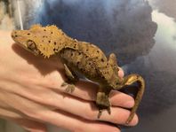 Ögonfransgecko hane