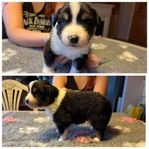 Miniature American Shepherd 