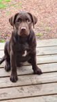 Labrador Retriever valp 