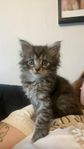 Fin stor Maine Coon hona (utan stamtavla)