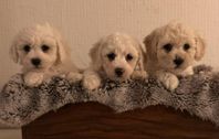 Bichon frise/toypudel valpar