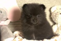 Pomeranian Tikar 