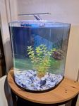 Aquarium 60l Tetra inkl. bord furu m svart stativ