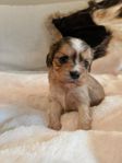 cavalier king charels spaniel valpar