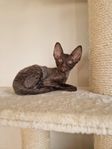 Cornish Rex 