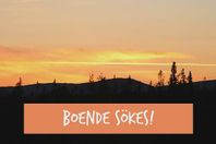 Boende sökes