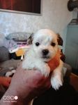 Shih tzu blandisar