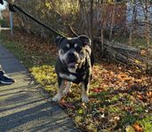 American bully tricolor