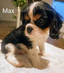  Leveransklara Cavalier King Charles Spaniel valpar