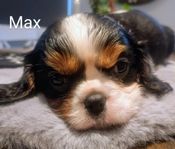  Leveransklara Cavalier King Charles Spaniel valpar