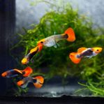 Koi tuxedo guppy yngel 