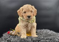 Australian labradoodle valpar 