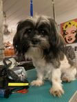 Shih tzu/bichon frise 