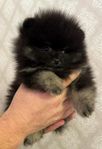 Pomeranian ,  video i annons ! 