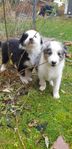 Border Collie / Australien shepherd valpar