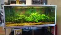 Akvarium 540L med Fiskar Växter Eheimpump Ljusramp Benstäl