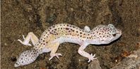 Leopardgecko