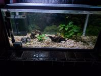 100 L akvarium inklusive ALLT!