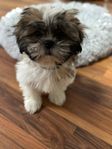 Shih tzu valpar 