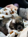 Shih tzu valpar 