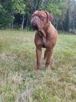 dogue de bordeaux unghund tik