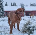 dogue de bordeaux Hilding