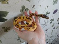 orange dream enchi pied hona