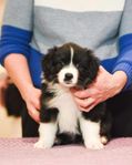 Miniature American shepherd 