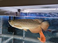 Arowana