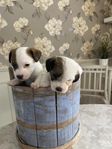 Jack Russel terrier SKK