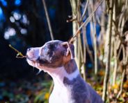 Lev. klara Blåa/tigrerade Amstaff valpar!