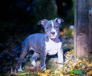 Lev. klara Blåa/tigrerade Amstaff valpar!