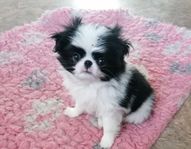 japanese chin 